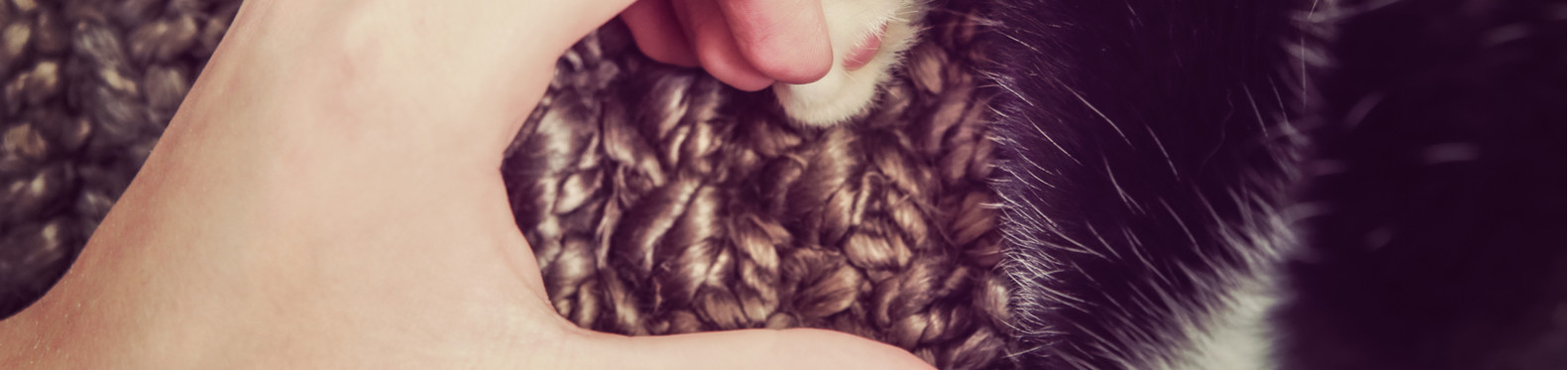 Chat Chat