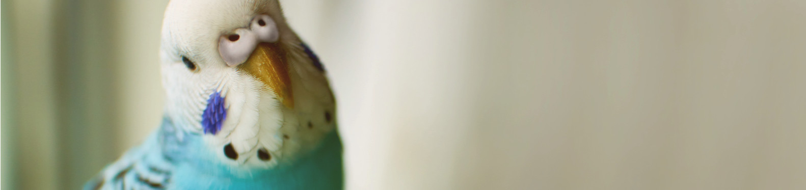 Oiseau Oiseau