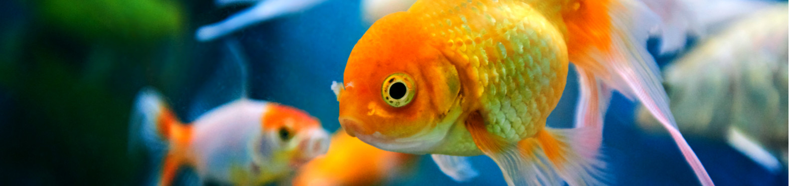 Poisson Poisson