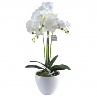 Orchidee Lina - Merk DDD
