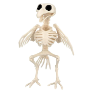 Décoration Squelette Oiseau - 16x14x18cm - Blanc