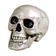 Décoration Crâne Maxilla - Avec Mâchoire Mobile - 17x17x24cm - Blanc