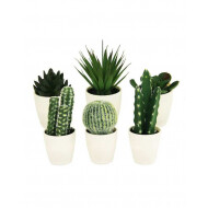Koopman Cactus en Pot Blanc - 12ass - Couleur Blanc